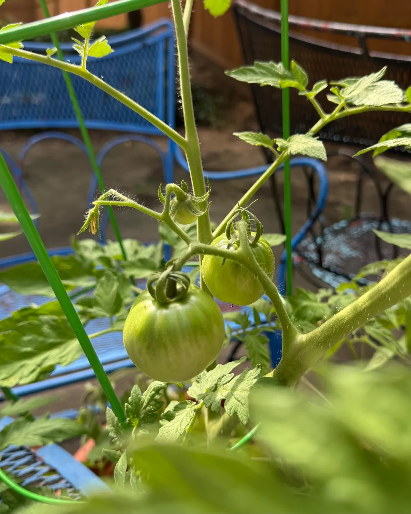 Better boy tomatoes