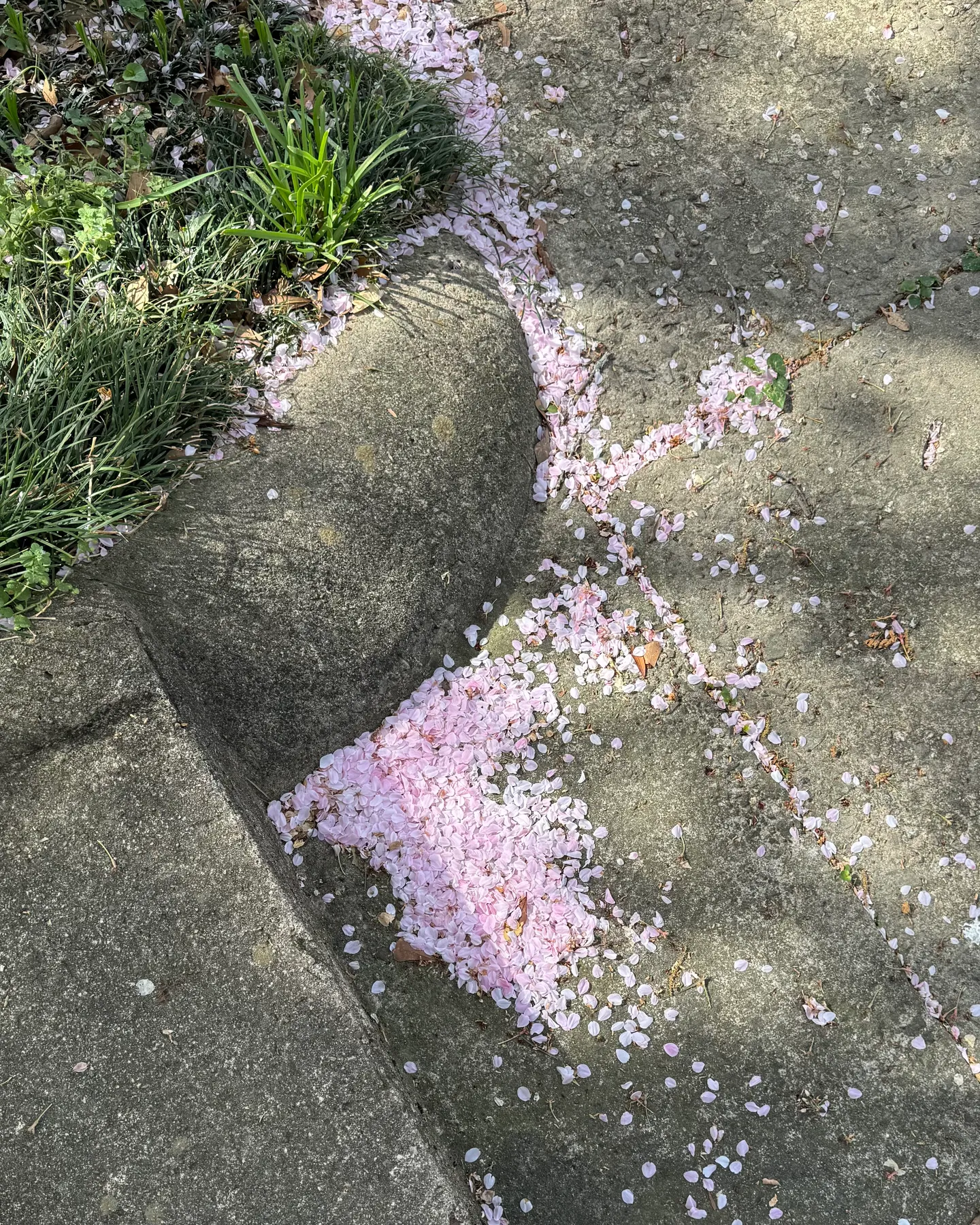 Pink cherry petals on the ground