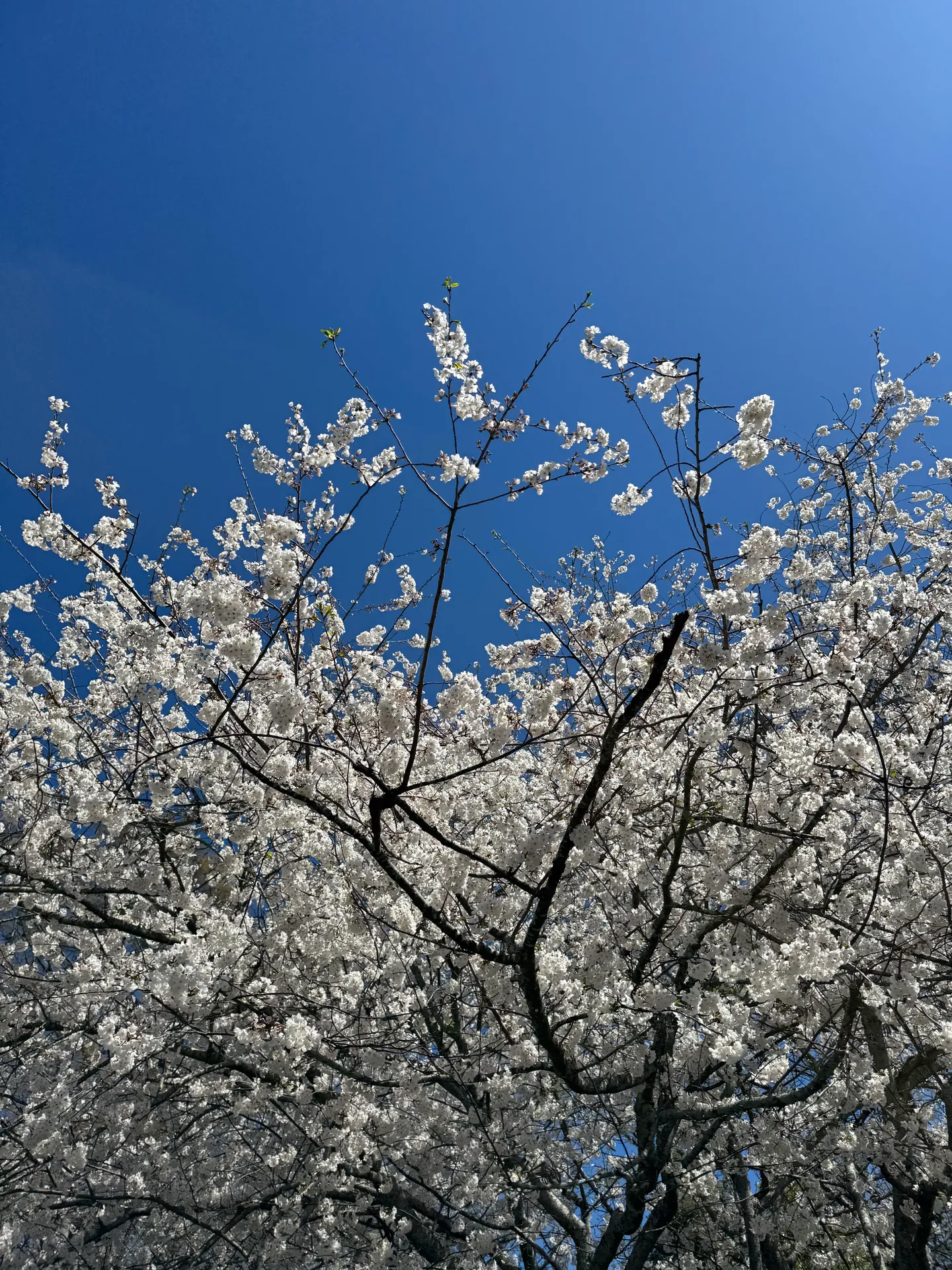 Cherry tree blooming