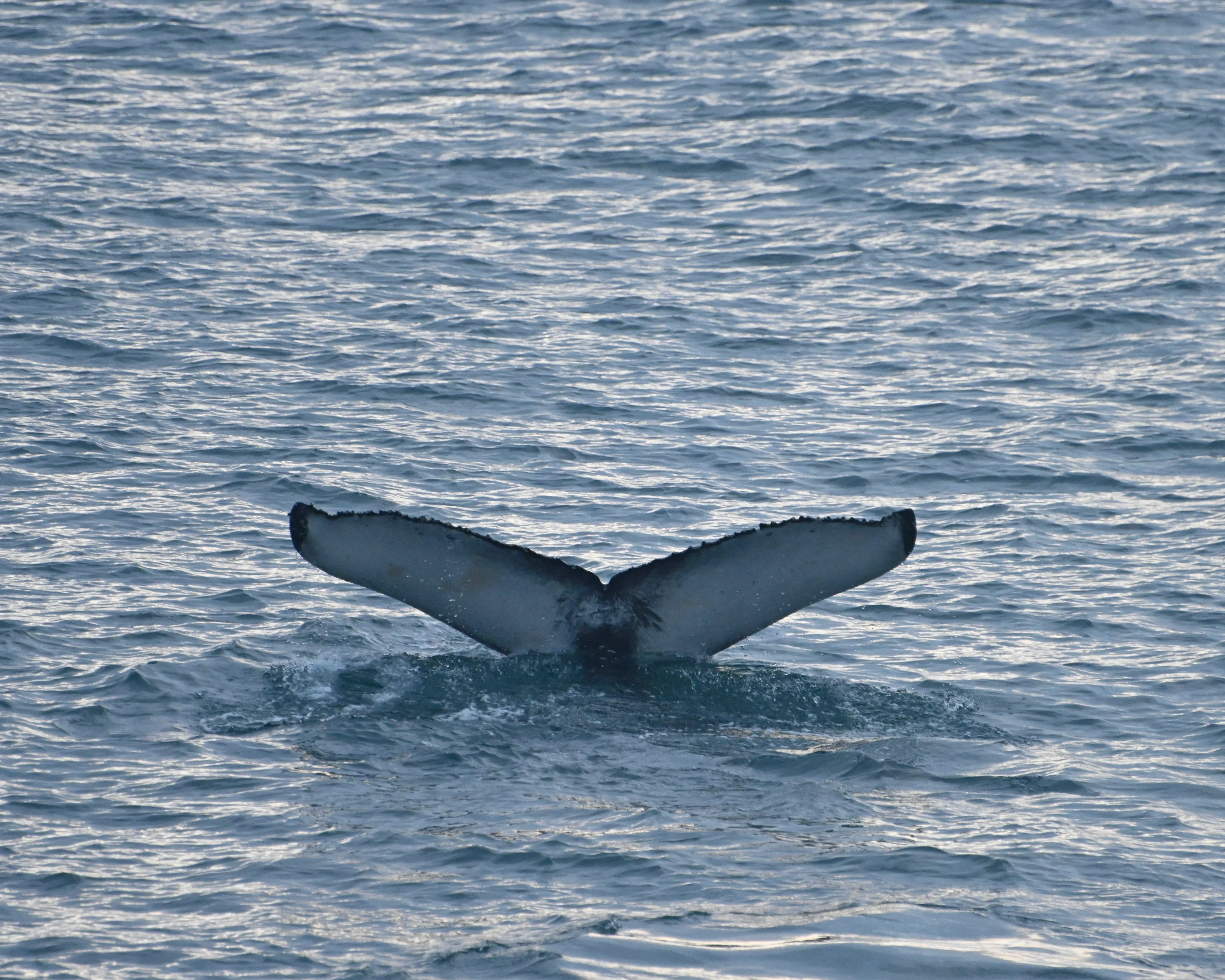 A whale&#x27;s fluke that is white with markings