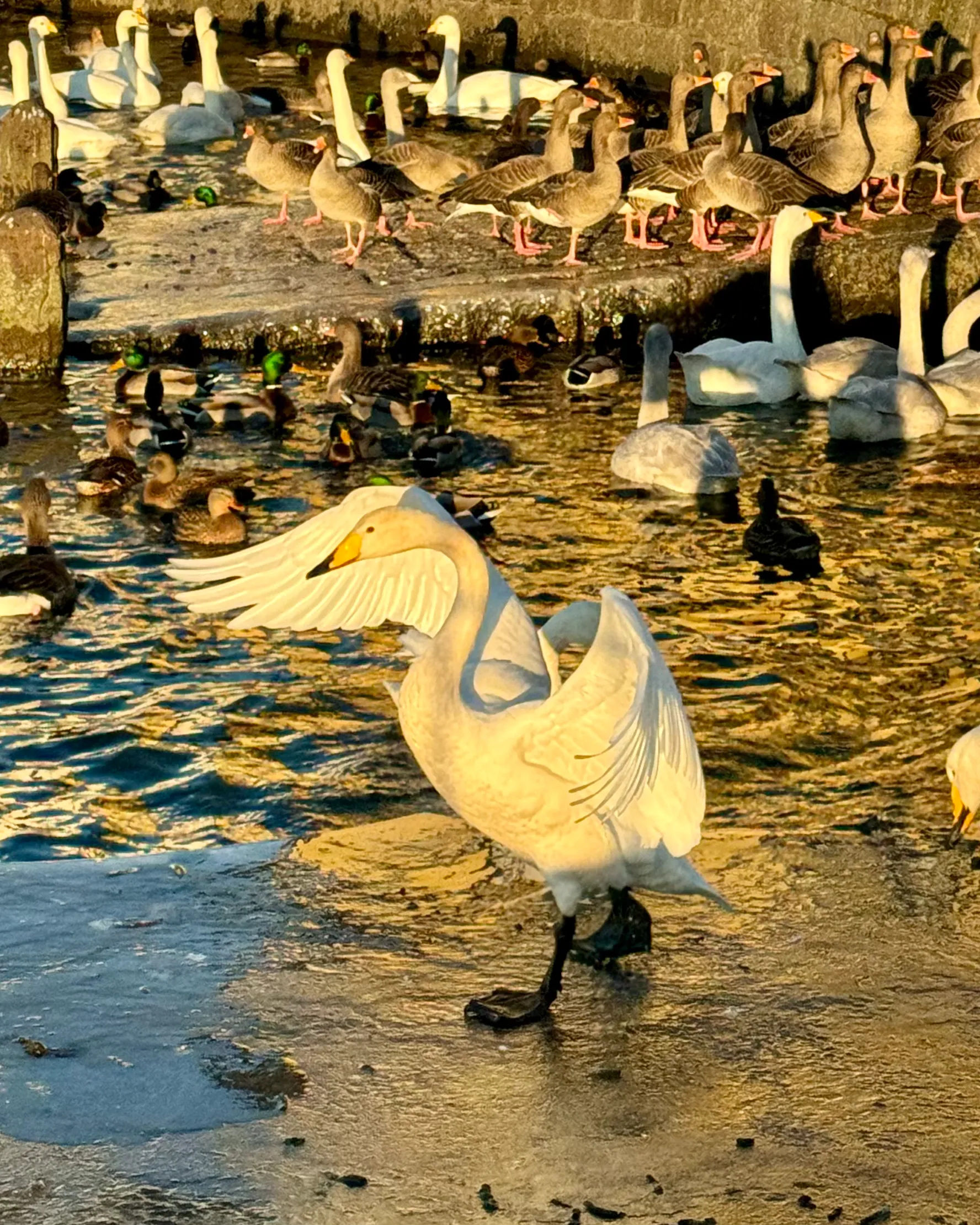 A goose is showing off