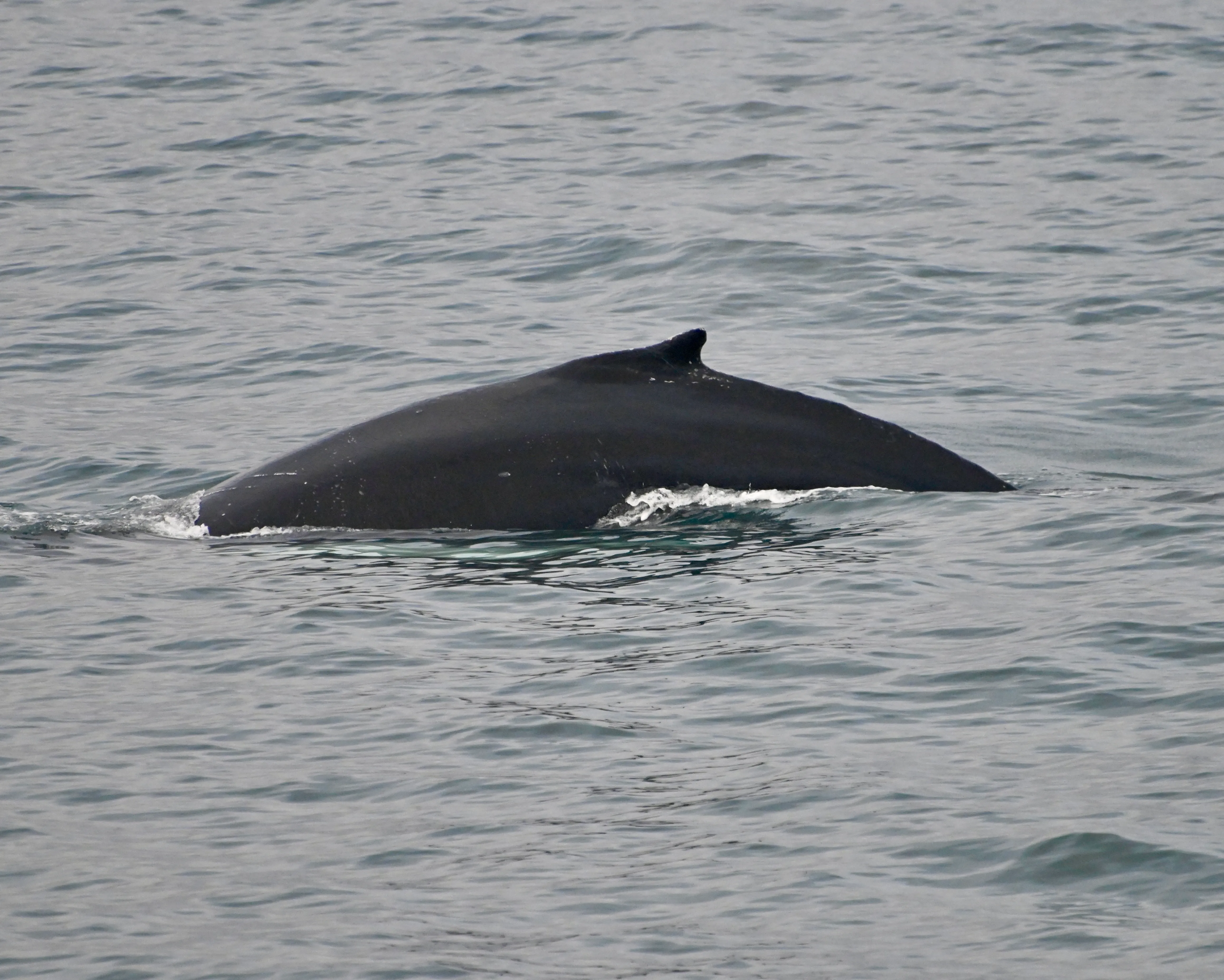 The arch of a humpback whale sticking out of the water