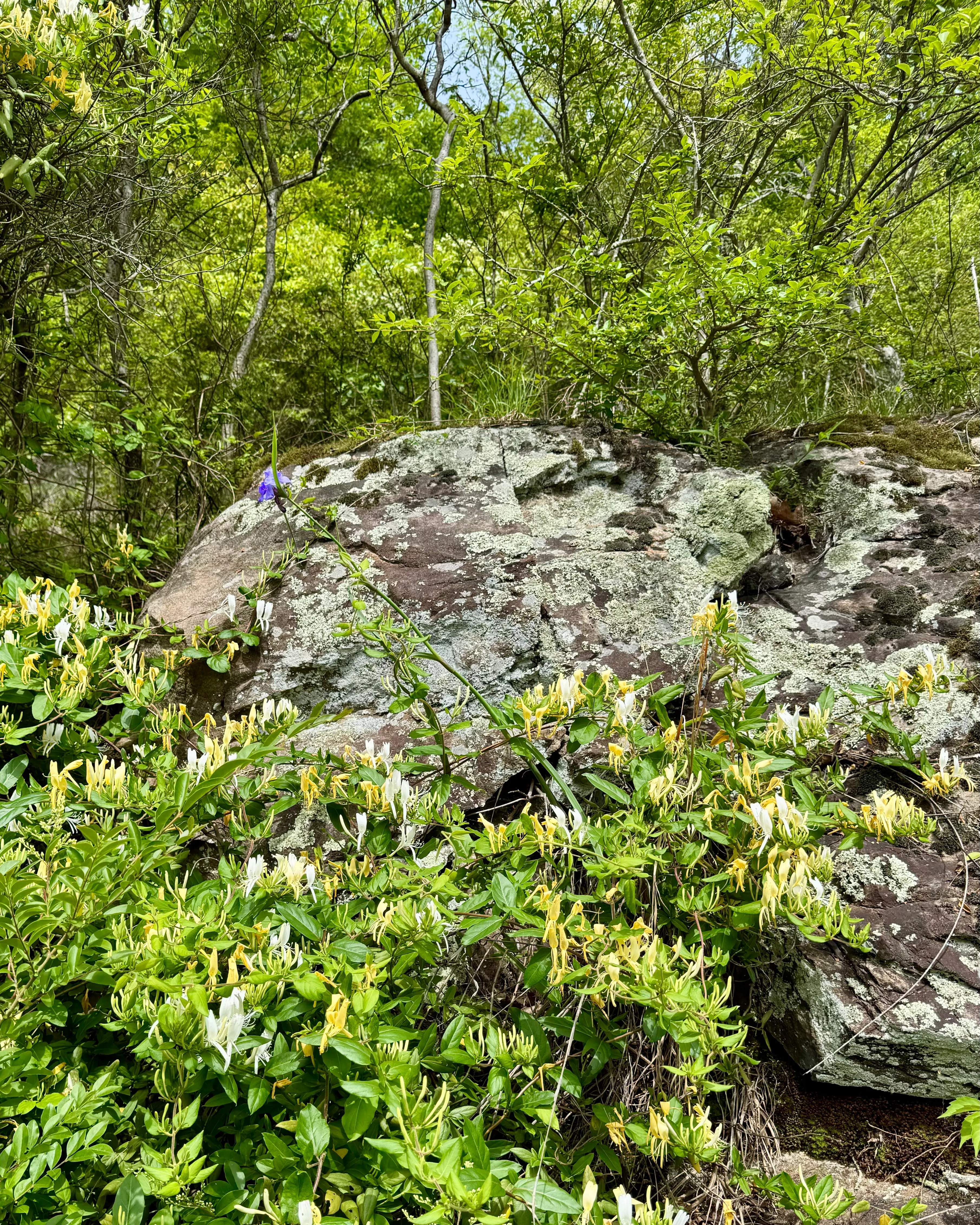 Honeysuckle on the mountain rocks
